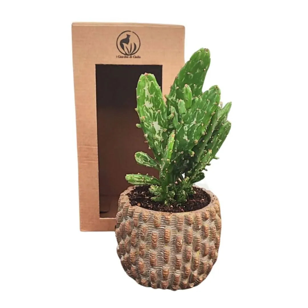 Composizione di una pianta grassa in vaso ceramica decor