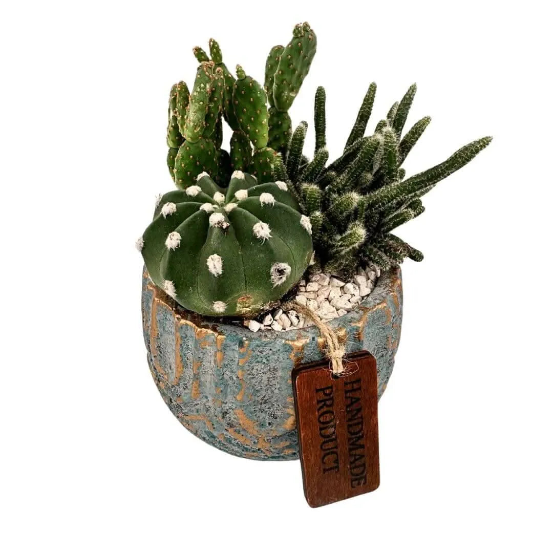 Composizione piccola di piante grasse in vasi ceramica decor