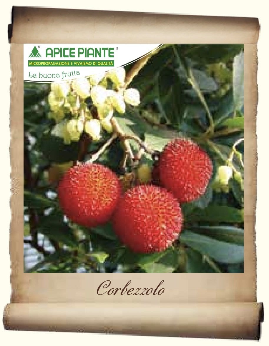 Corbezzolo (Varietà Antica) - V. 20 cm - Apice Piante