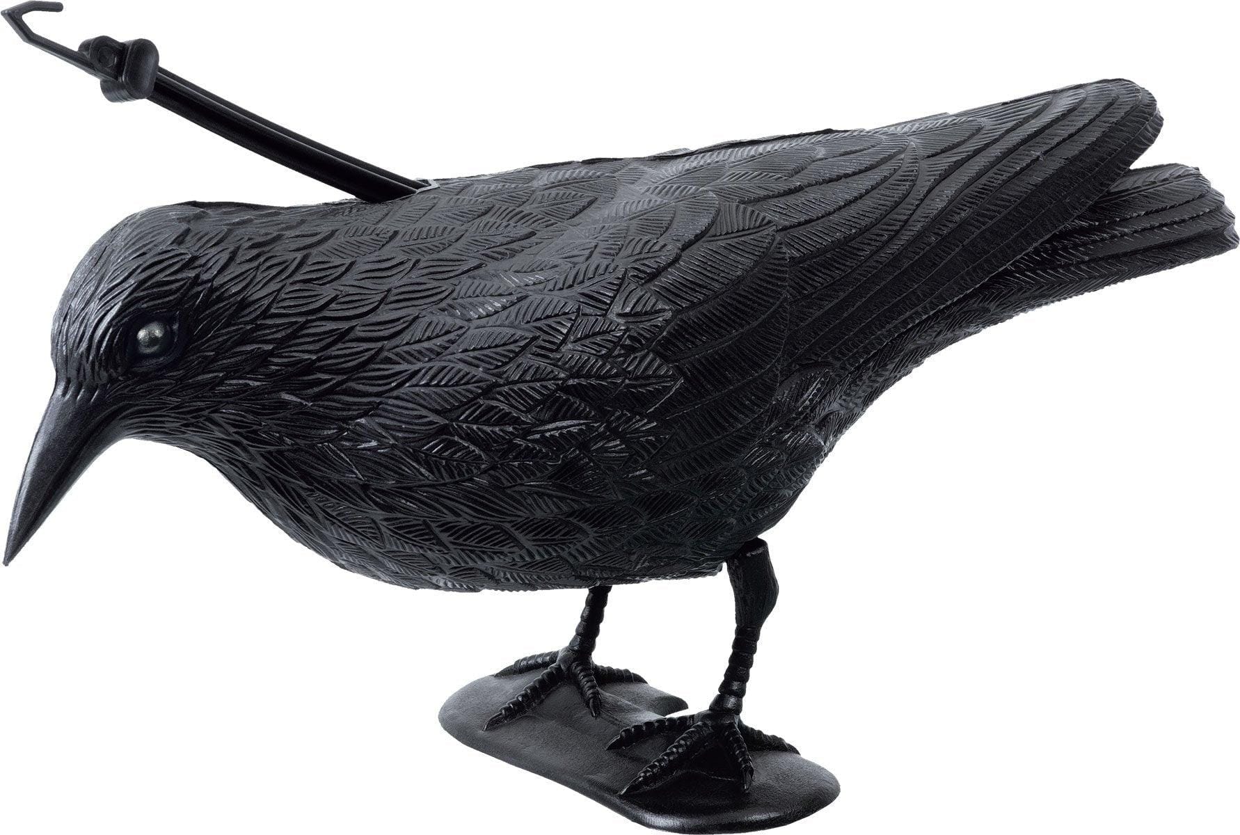 Corvo spaventapasseri - Stocker