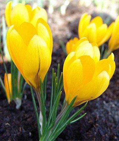 Crocus Vernus Giallo - Confezione da 7 bulbi