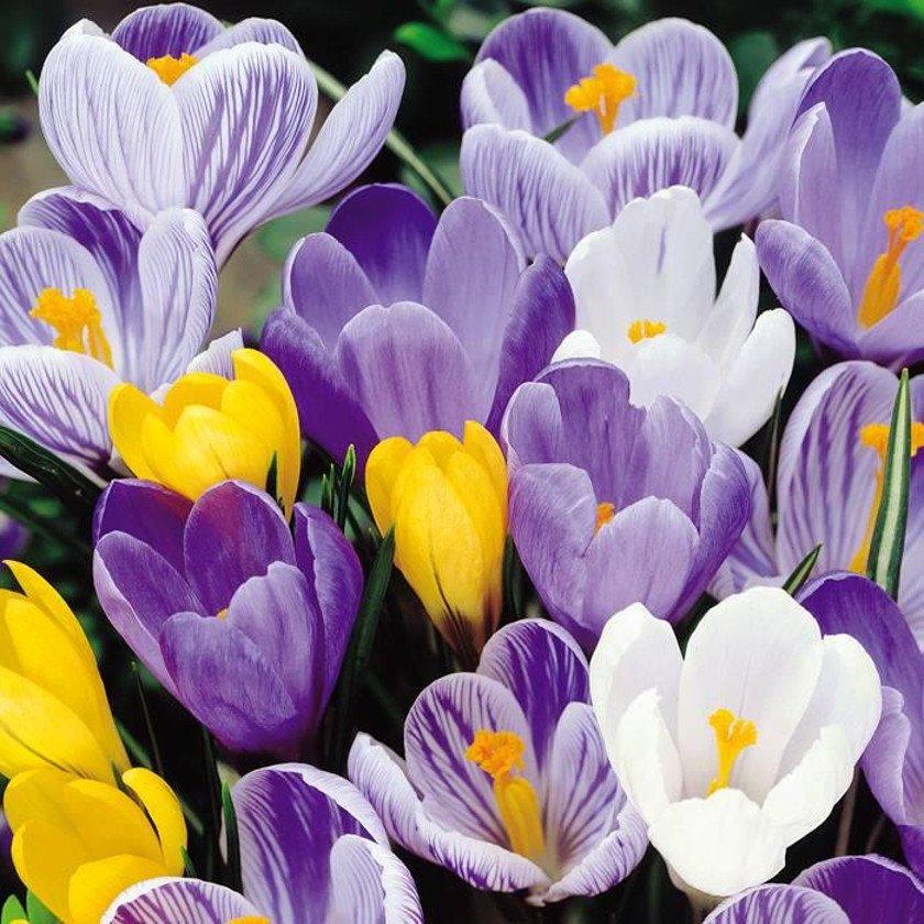 Crocus Vernus Mixed da fiore - 10 bulbi