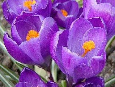 Crocus Vernus Remembrance - Confezione da 7 bulbi