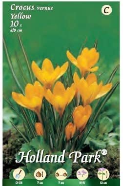 Crocus Vernus Yellow - 10 Bulbi