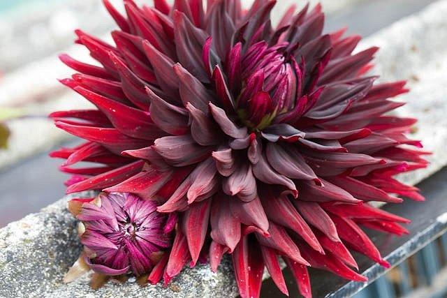 Dalia Cactus Chat Noir - 1 Bulbo