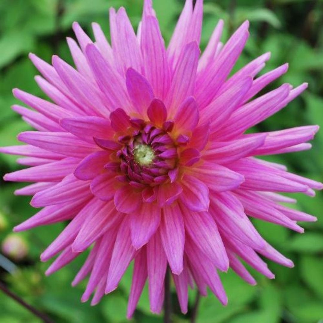Dalia Cactus Herbert Smith - 1 Bulbo
