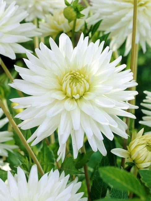 Dalia Cactus My Love - 1 Bulbo