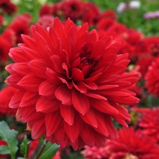 Dalia Decorative Garden Wonder - 1 Bulbo