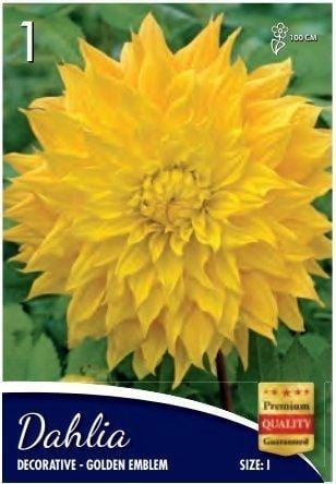 Dalia Golden Emblemb - 1 Bulbo