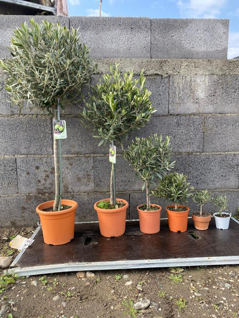 Piantina Alberello di Ulivo Cipressino - Olea Europea CERTIFICATA