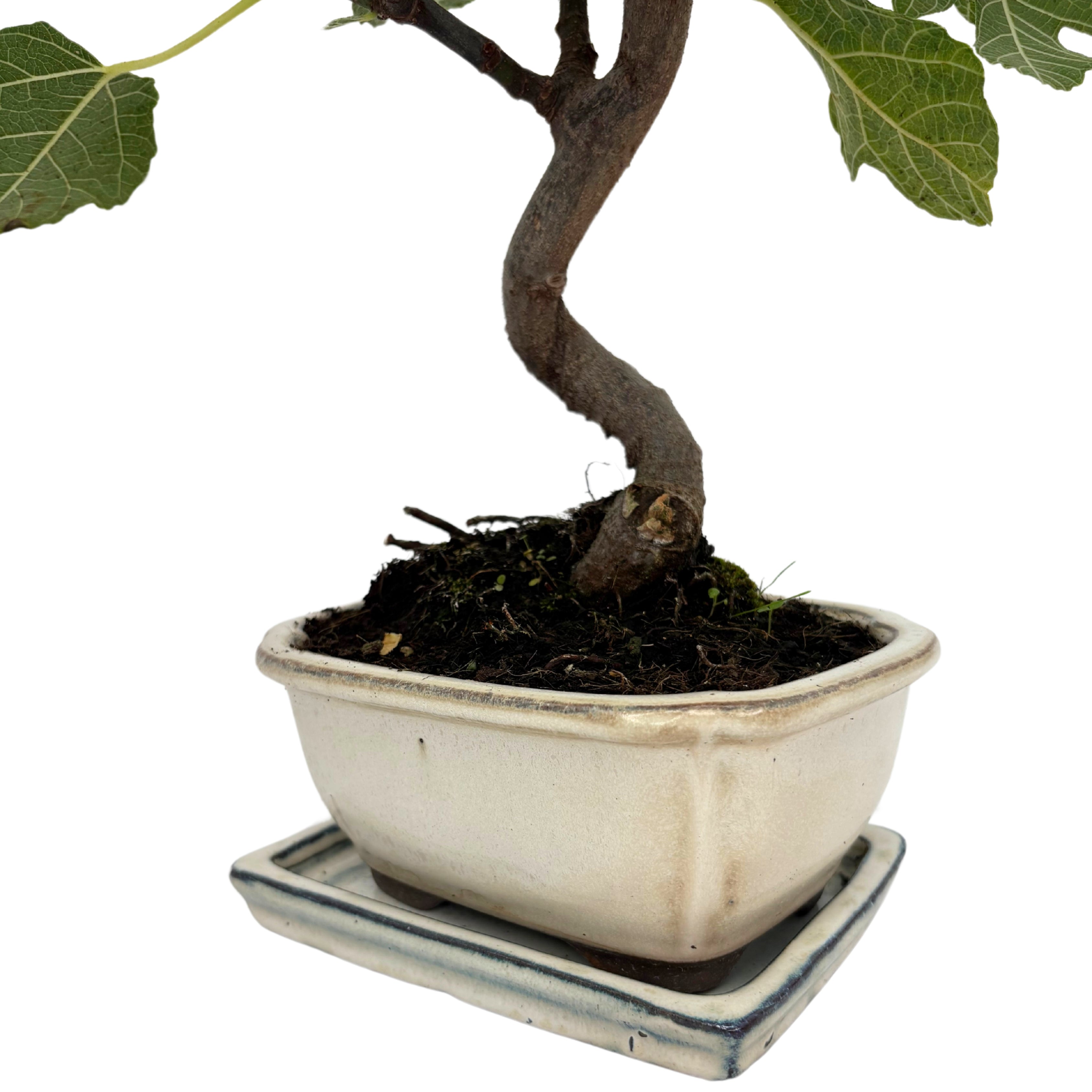 Bonsai Ficus Carica (Fico) 8 Anni - Collezione Premium