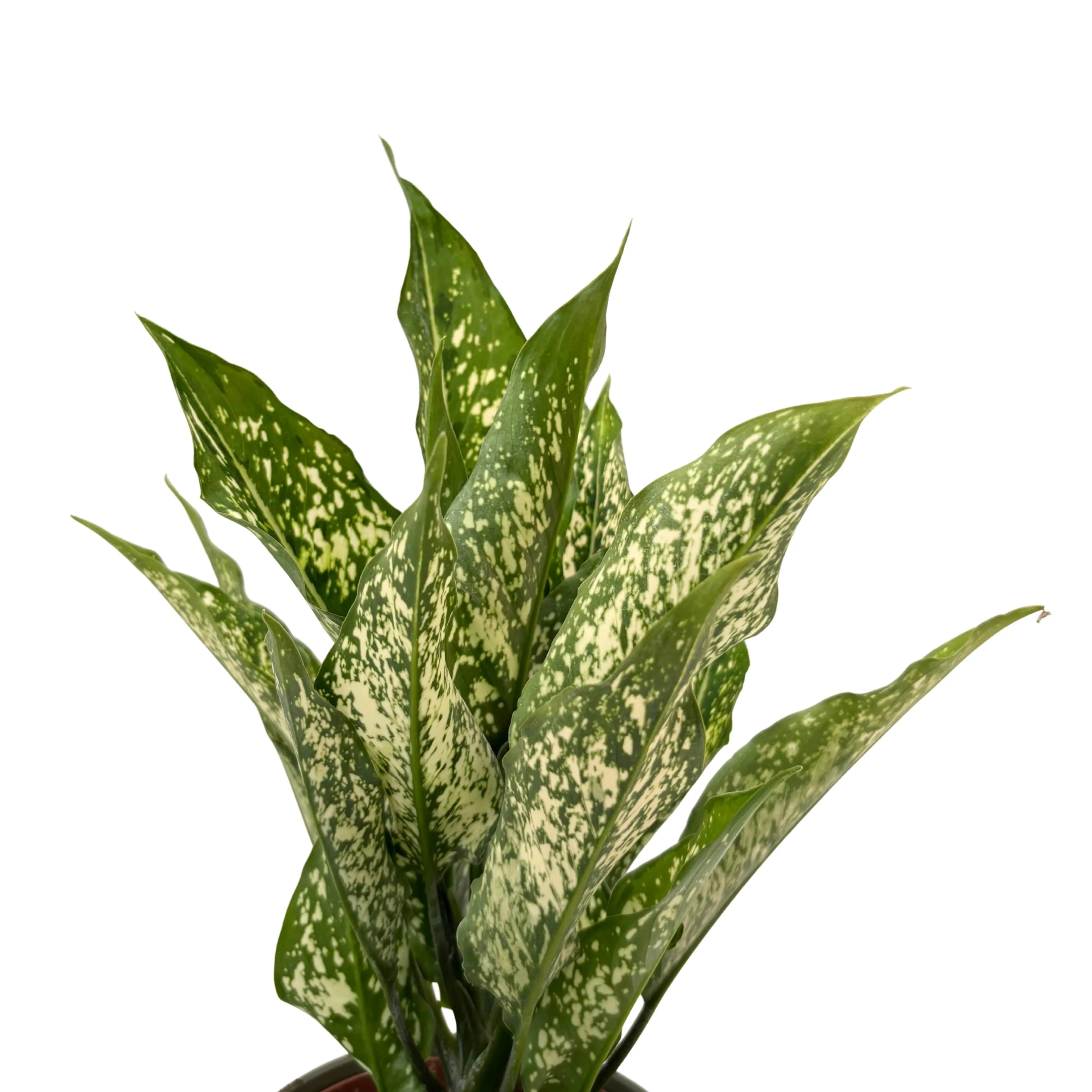 Aglaonema First Diamond