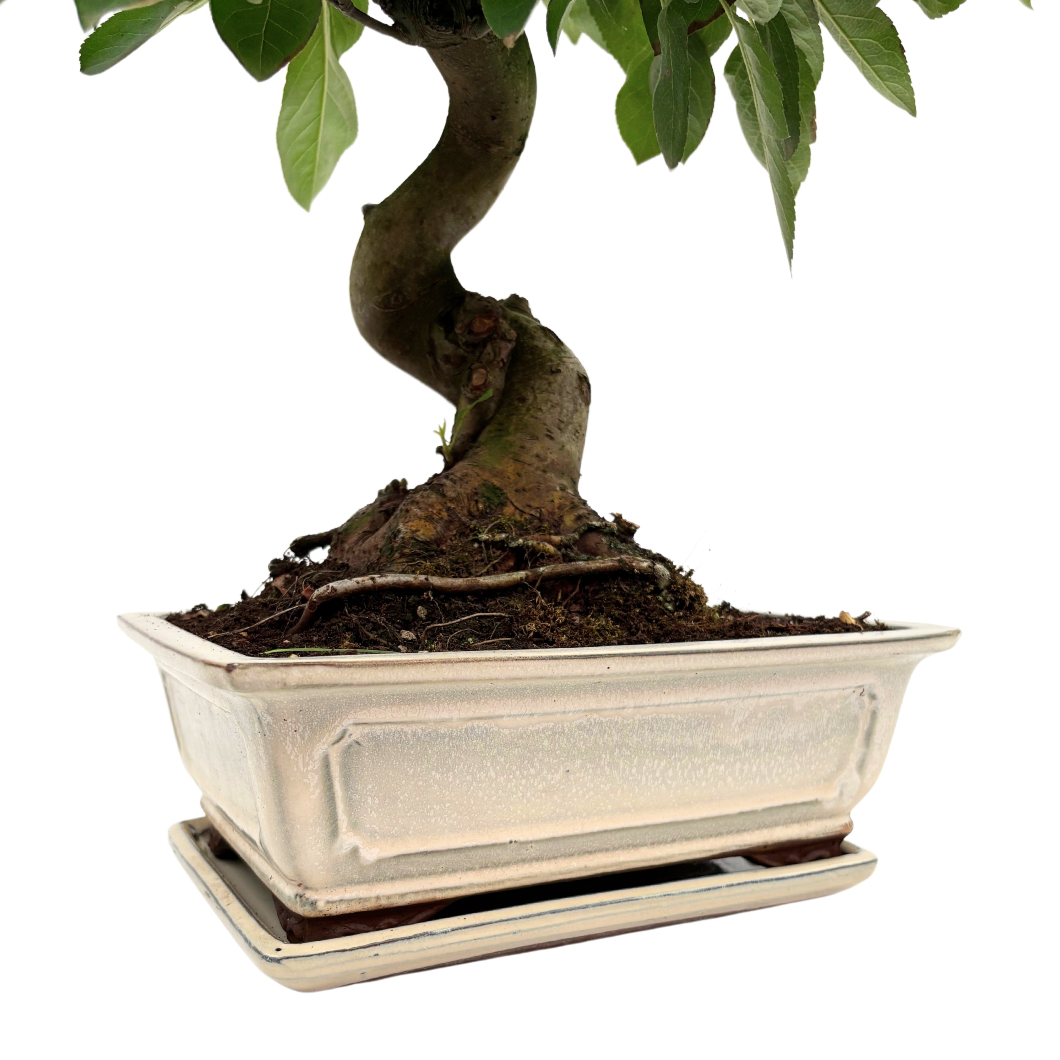 Bonsai Melo 14 Anni - Collezione Premium