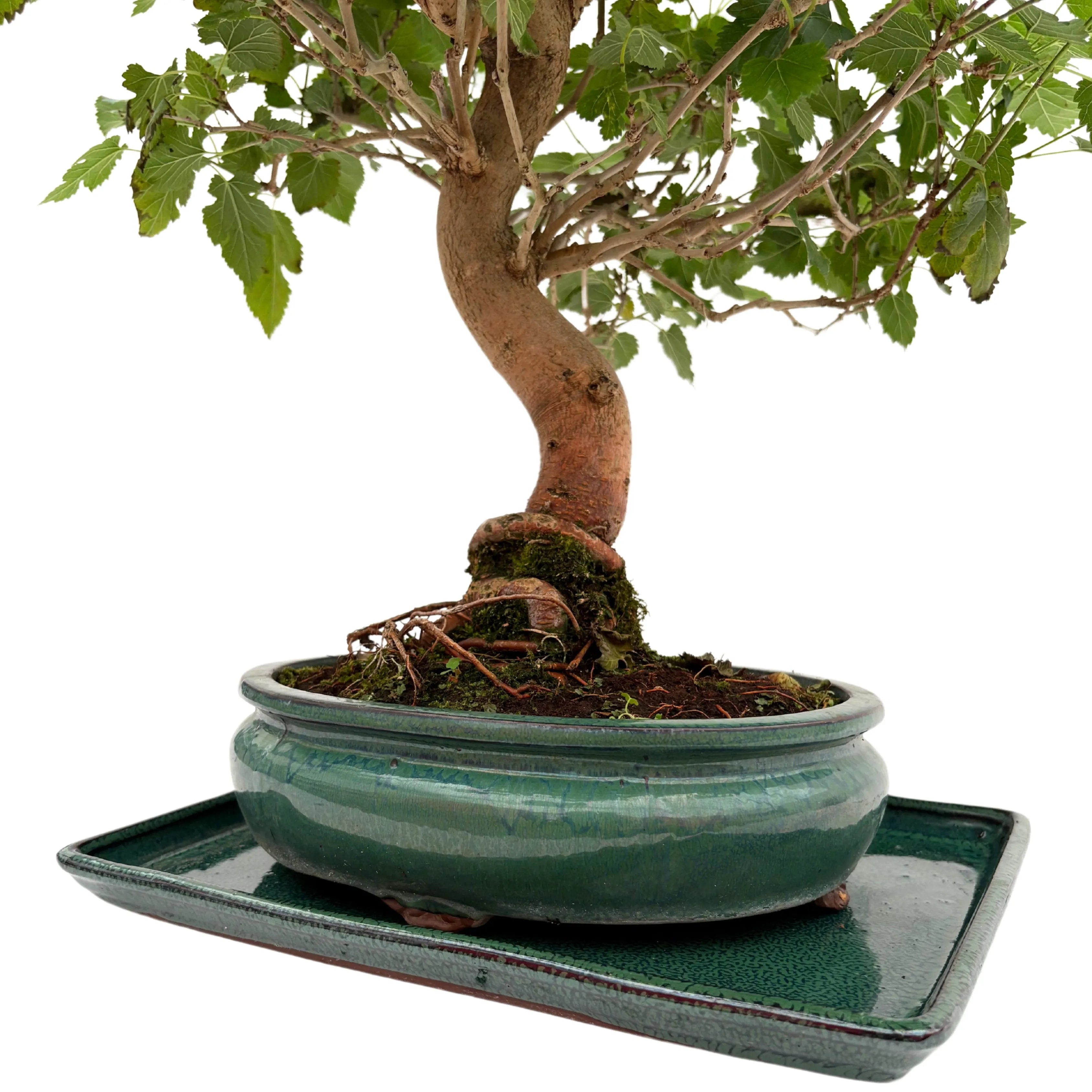 Bonsai Morus sp. (Gelso) 15 Anni - Collezione Premium