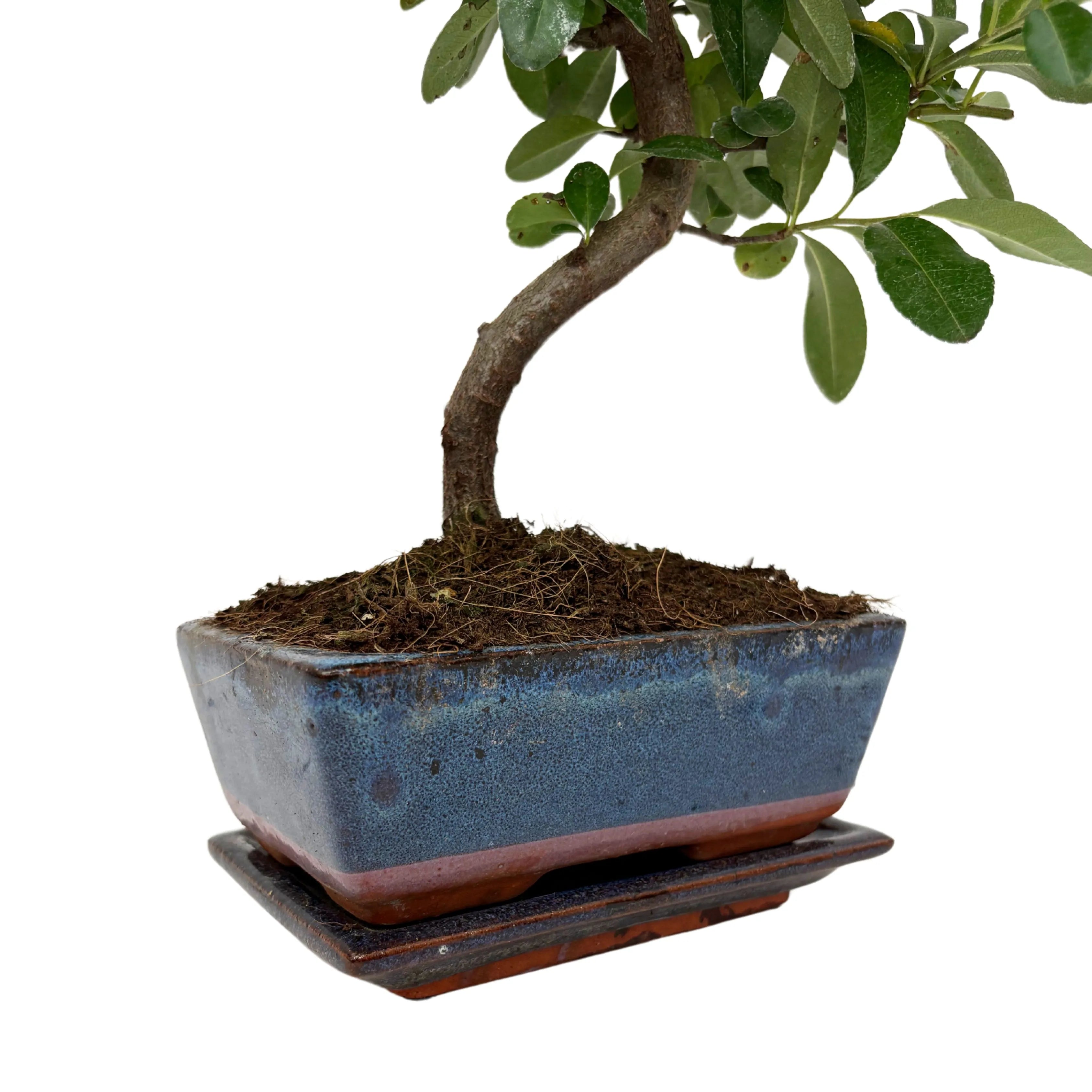 Bonsai Pyracantha sp. 7 Anni - Collezione Premium