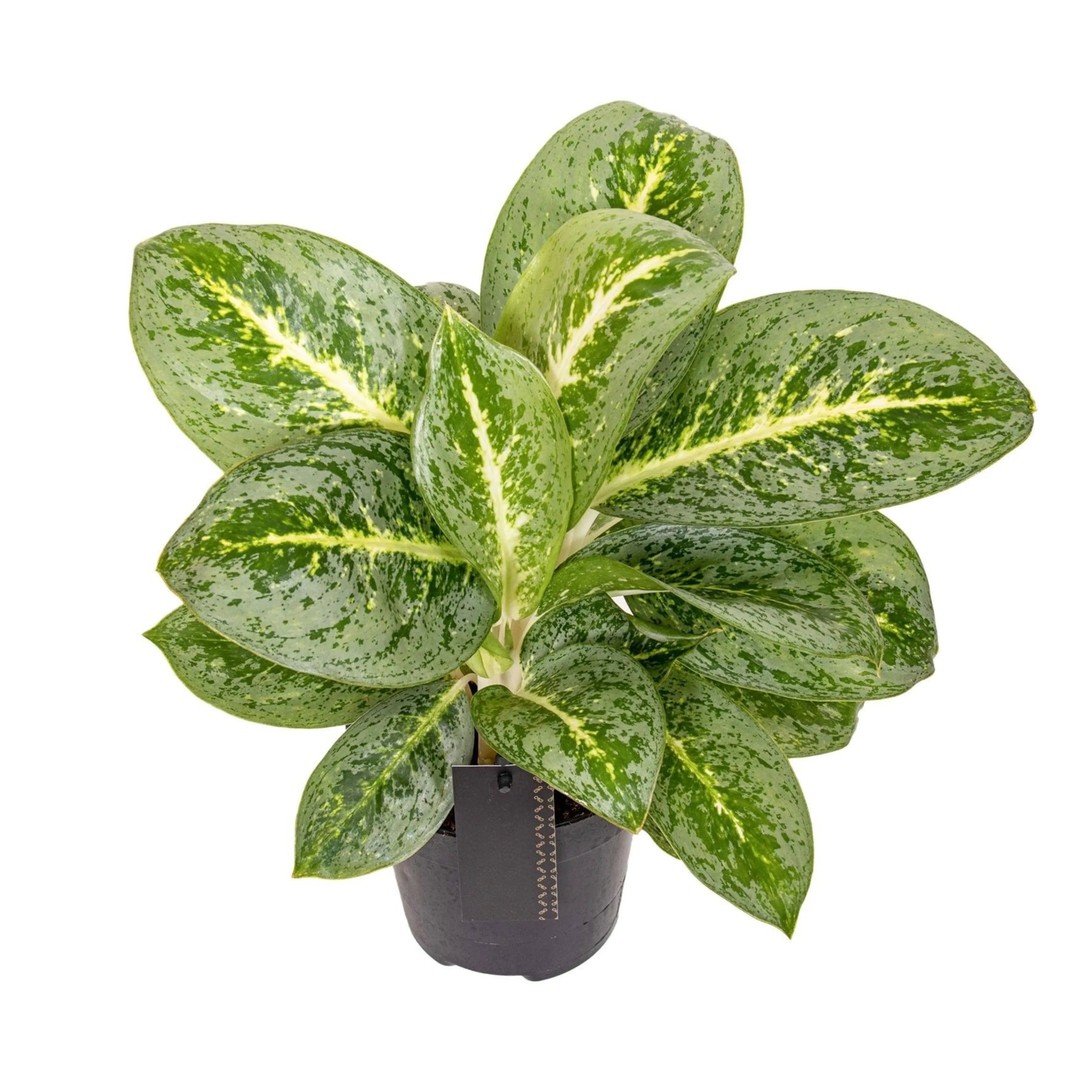 Aglaonema Lemon Mint