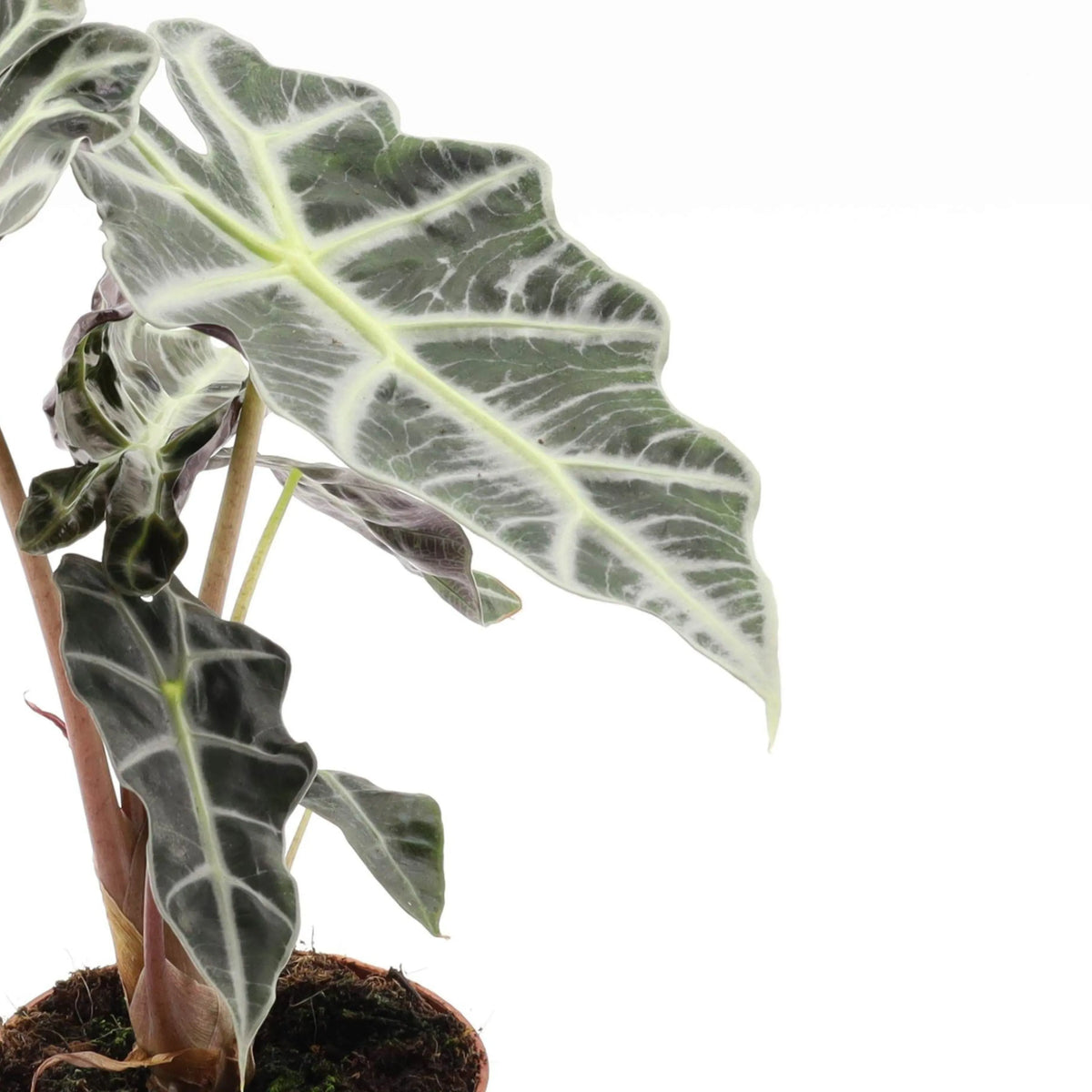 Alocasia Polly altezza D.12 H.30 cm