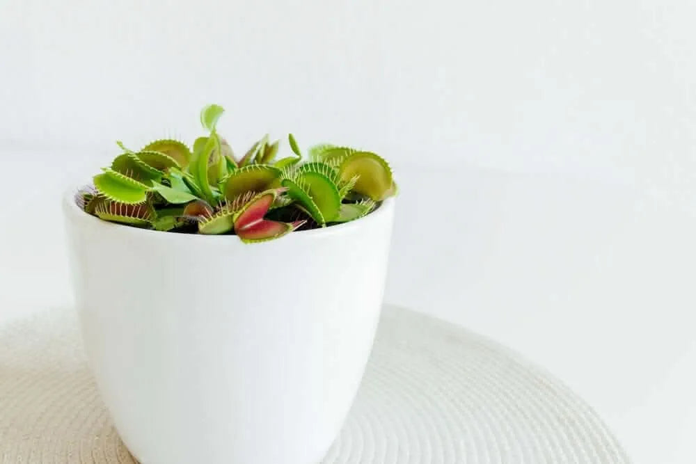 Dionaea Muscipula pianta carnivora