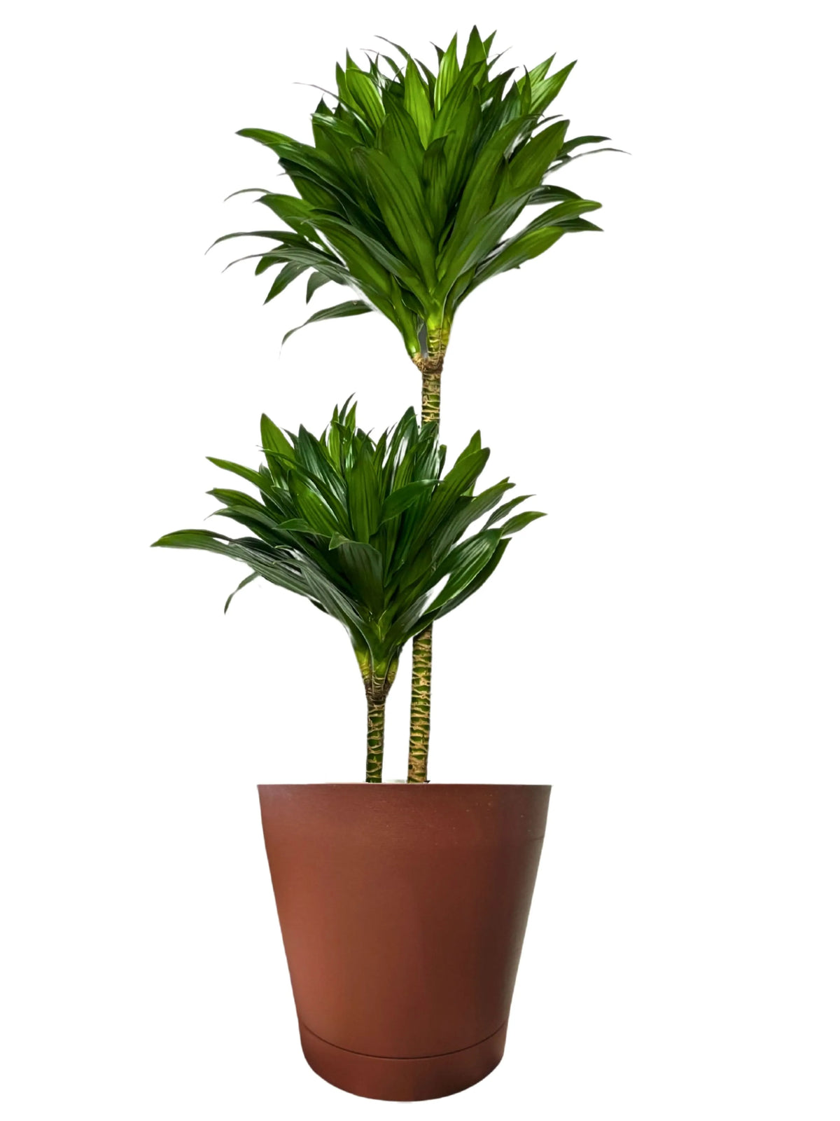 Dracaena Compacta a Due Tronchi  Altezza Pianta 100 cm