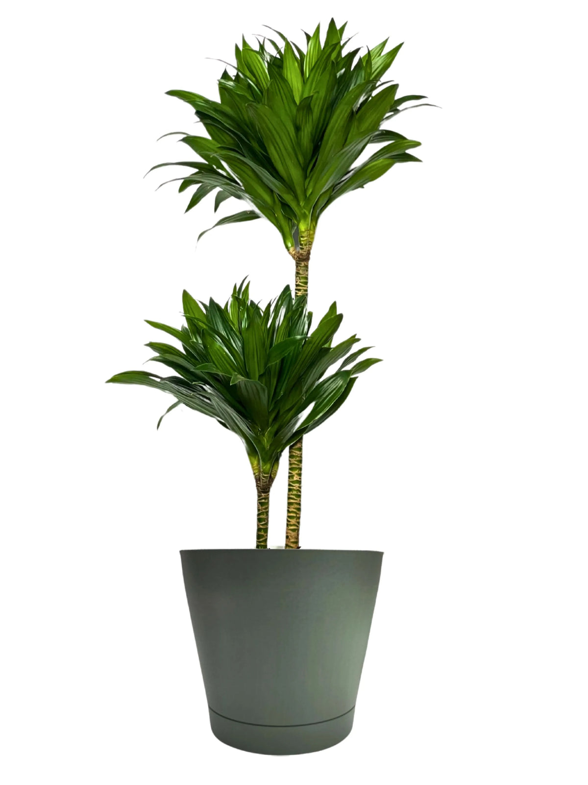 Dracaena Compacta a Due Tronchi  Altezza Pianta 100 cm
