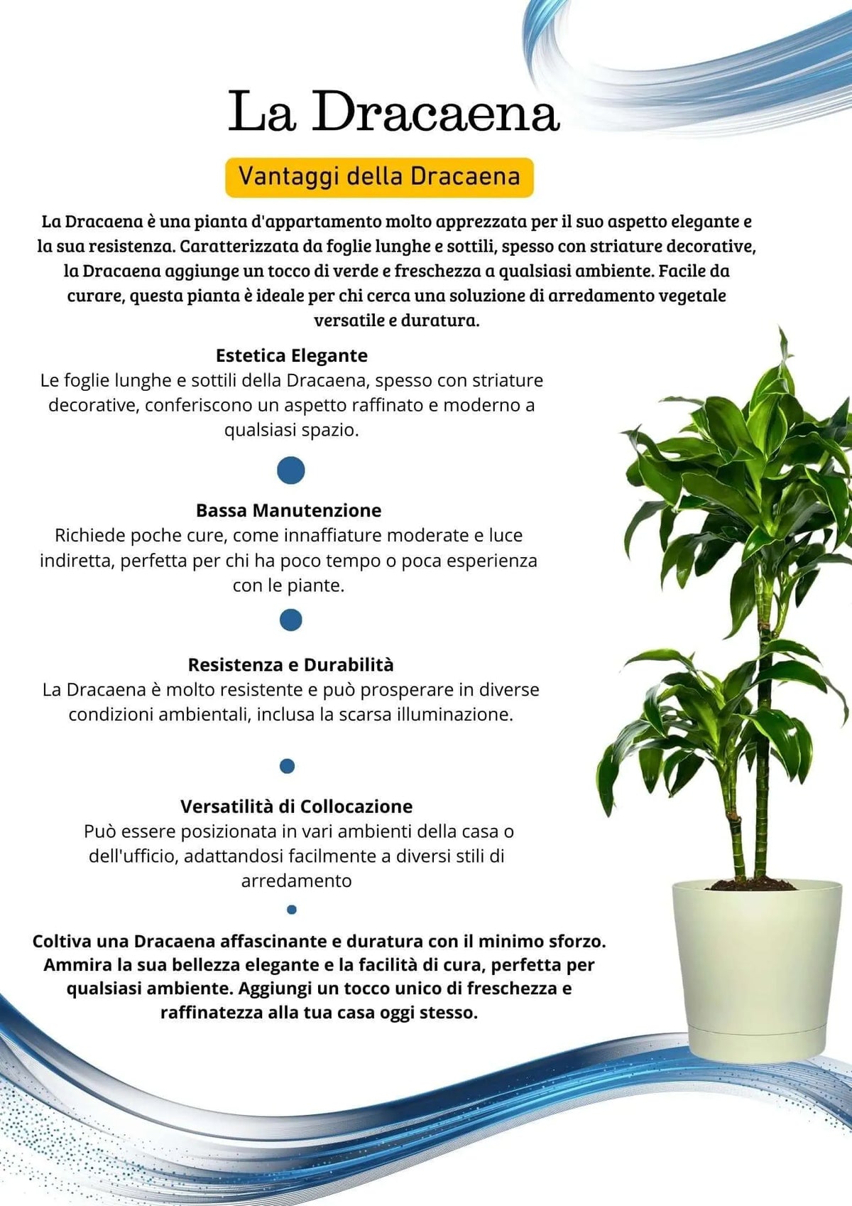 Dracaena 'Dorado' - Altezza Pianta 100 cm