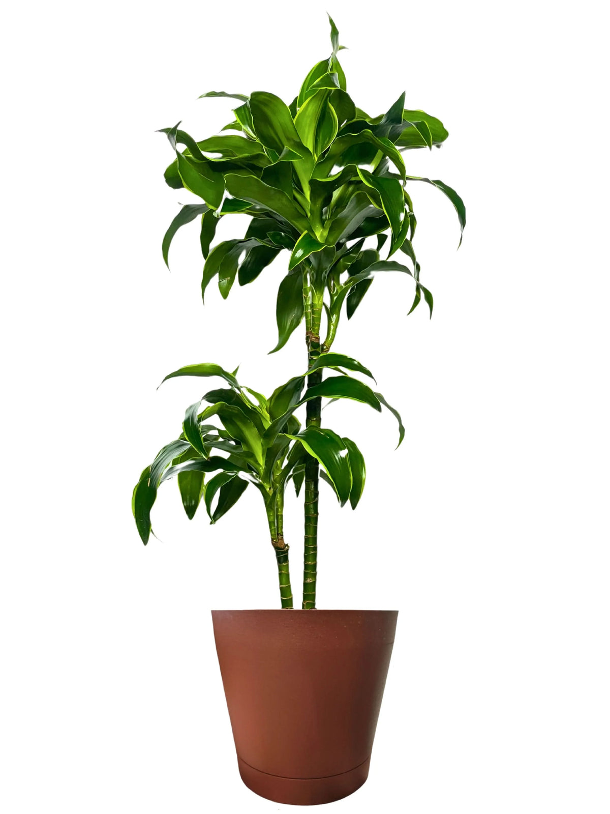 Dracaena 'Dorado' - Altezza Pianta 100 cm