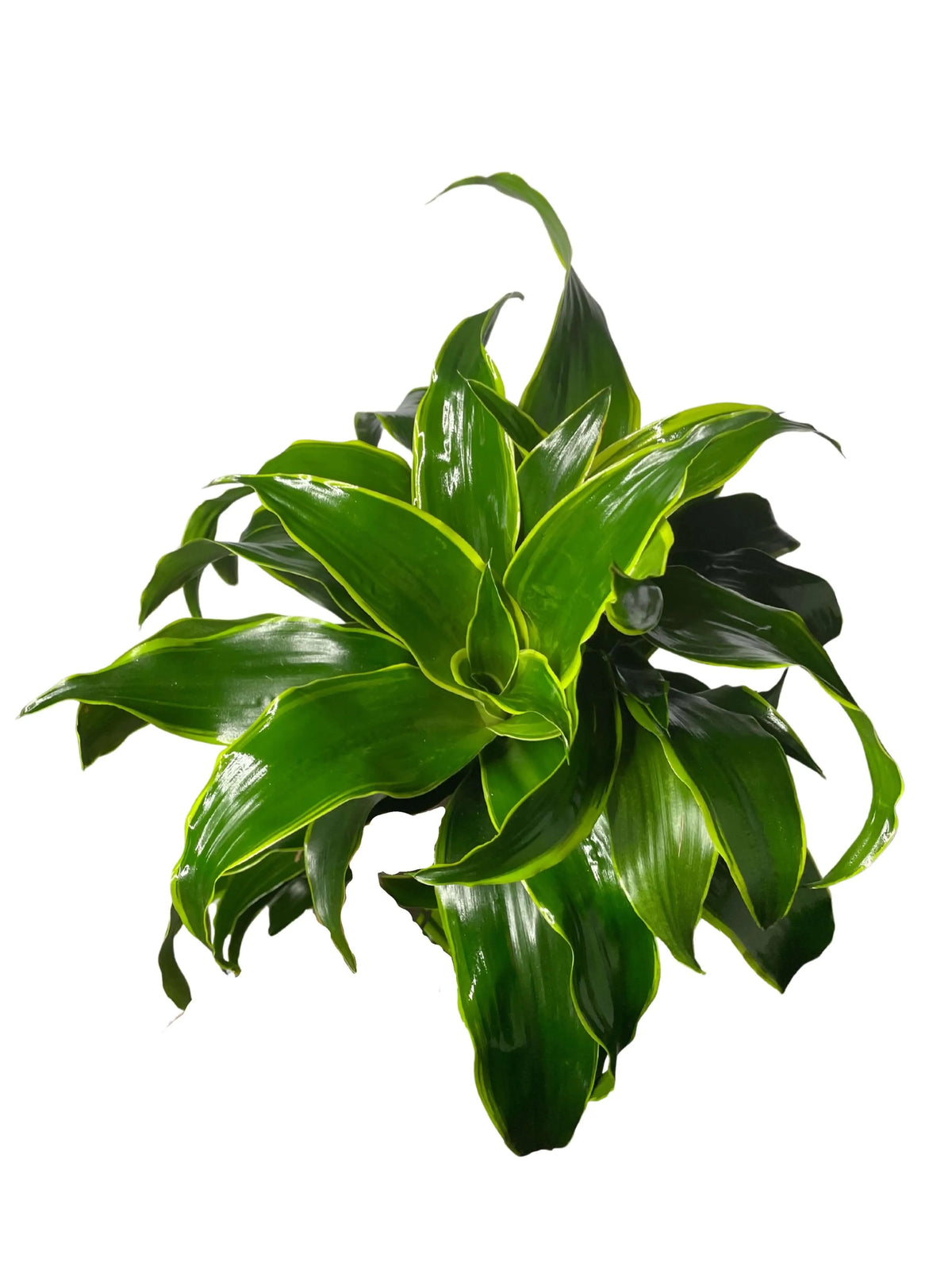 Dracaena 'Dorado' - Altezza Pianta 100 cm