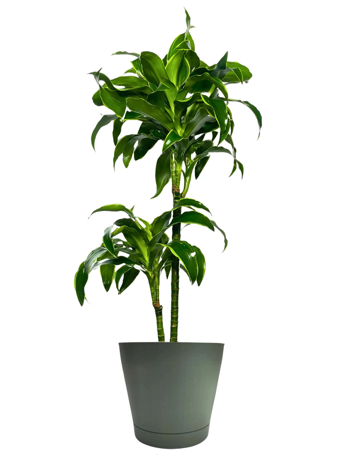 Dracaena 'Dorado' - Altezza Pianta 100 cm