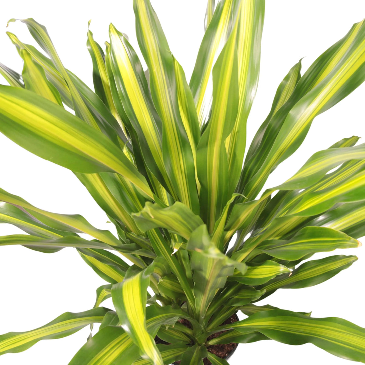 DRACAENA Fragrans Burley V.27