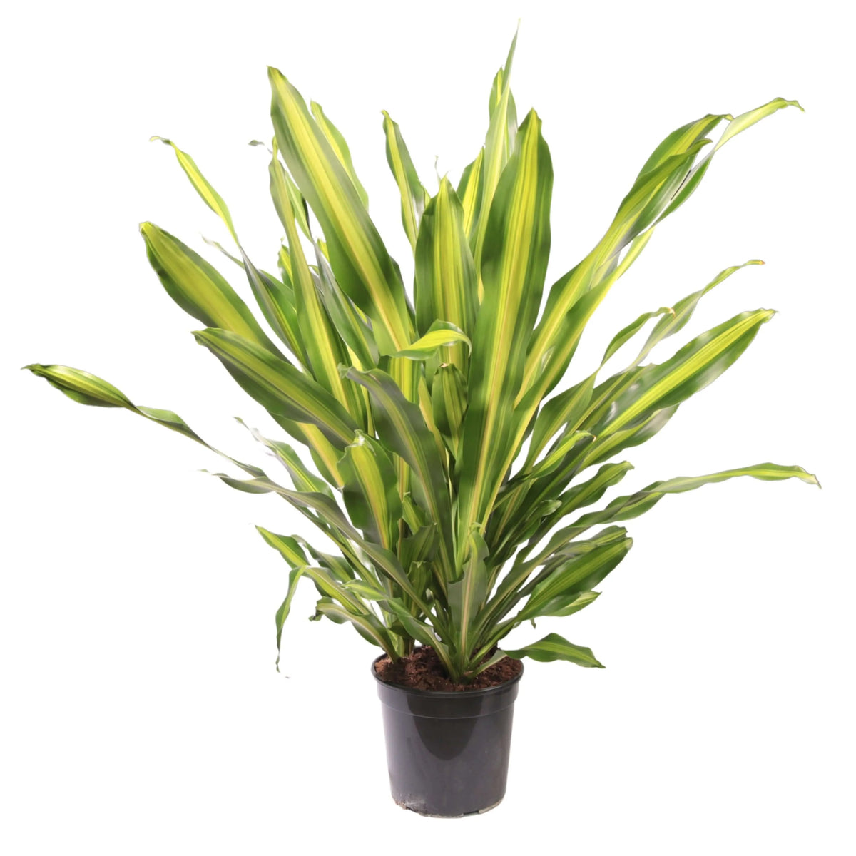 DRACAENA Fragrans Burley V.27