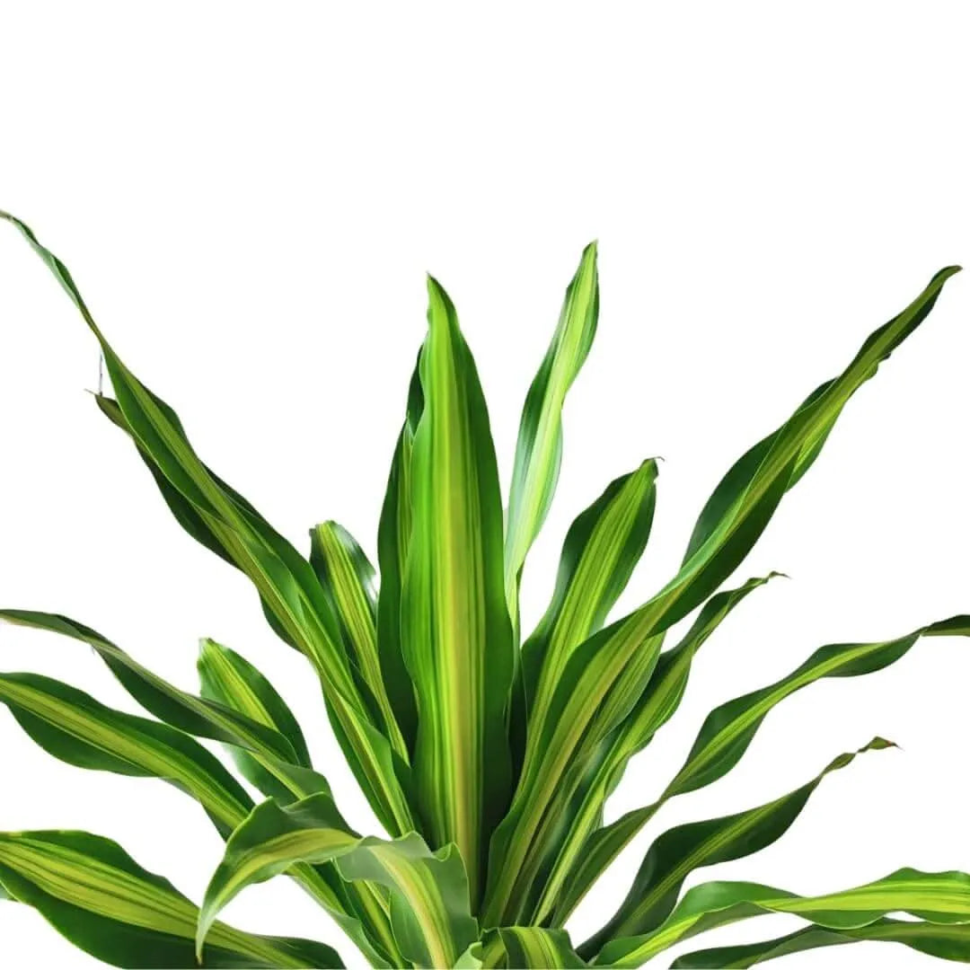 Peperomia Caperata