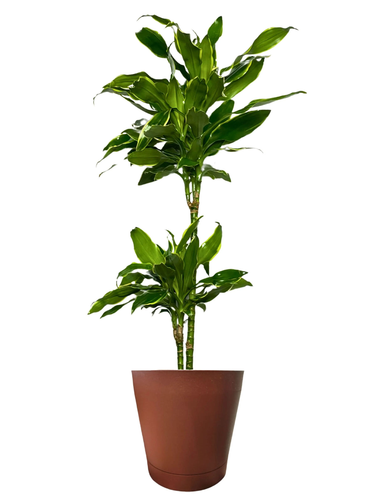Dracaena Golden Coast