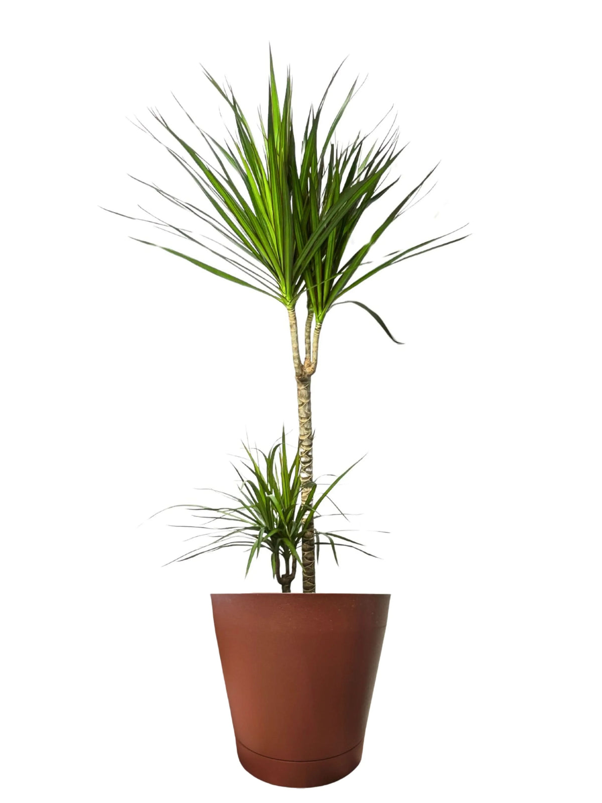 Dracaena Marginata - Altezza Pianta 100 cm, Vaso Diametro 24 cm