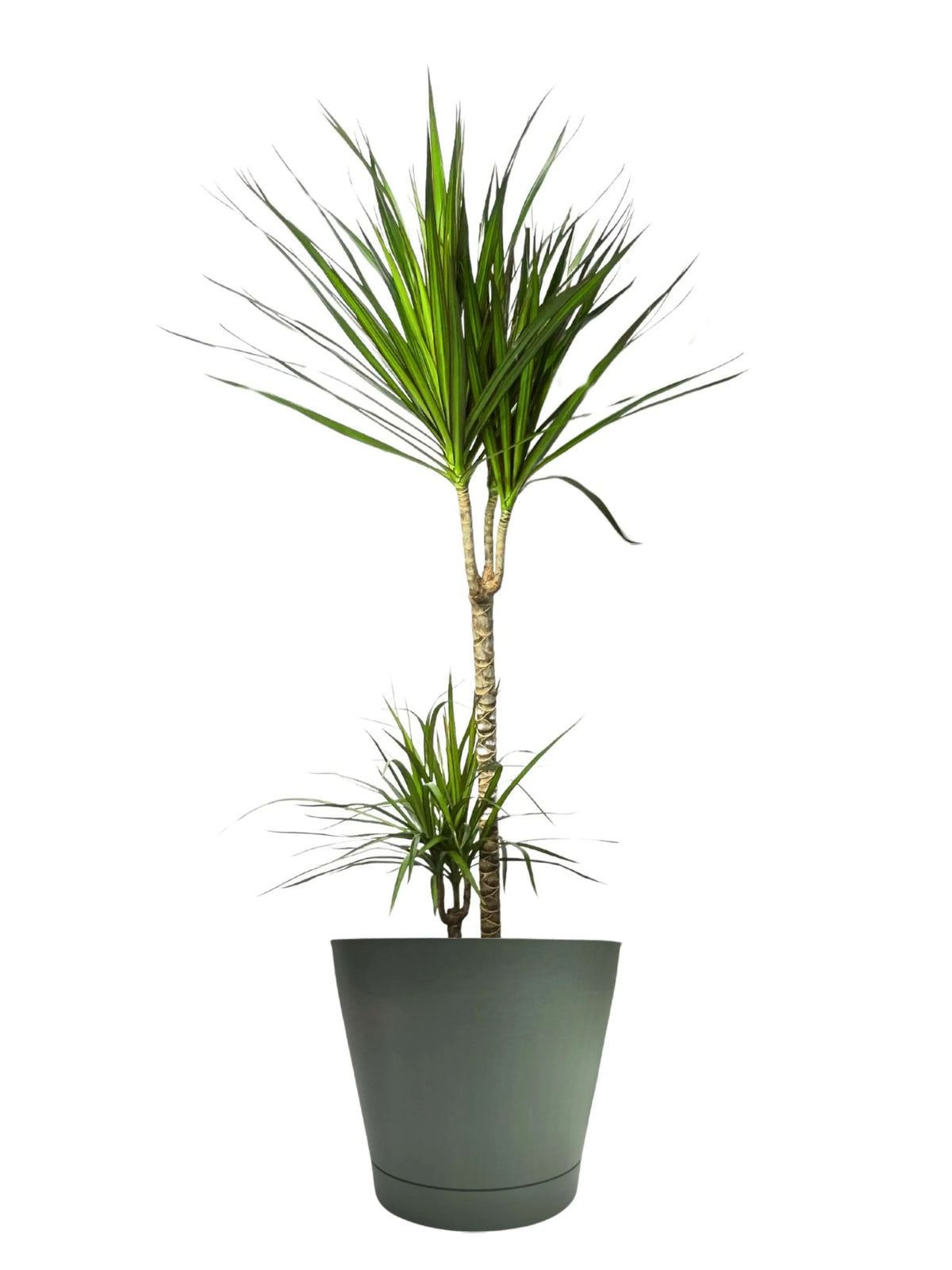 Dracaena Marginata - Altezza Pianta 100 cm, Vaso Diametro 24 cm