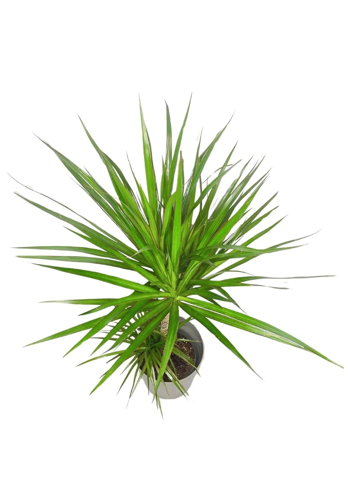 Dracaena Marginata - Altezza Pianta 100 cm, Vaso Diametro 24 cm