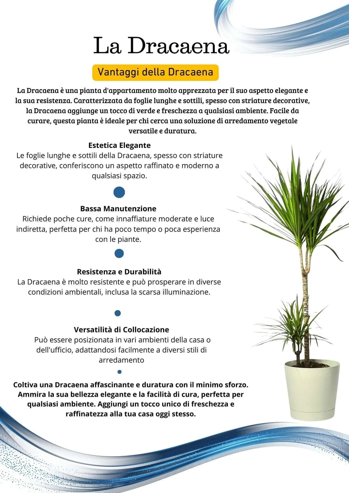 Dracaena Marginata - Altezza Pianta 100 cm, Vaso Diametro 24 cm