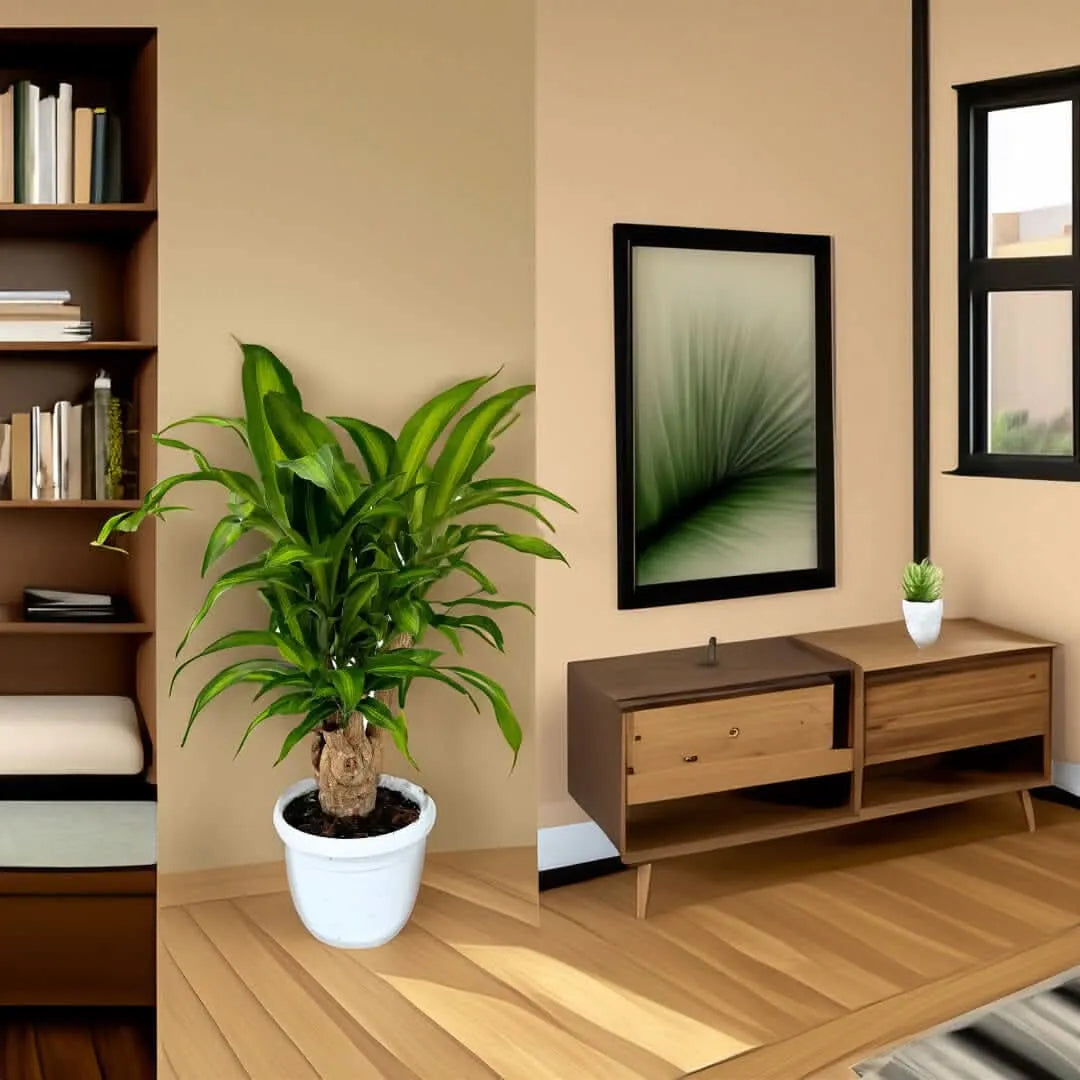 Dracaena Massangeana