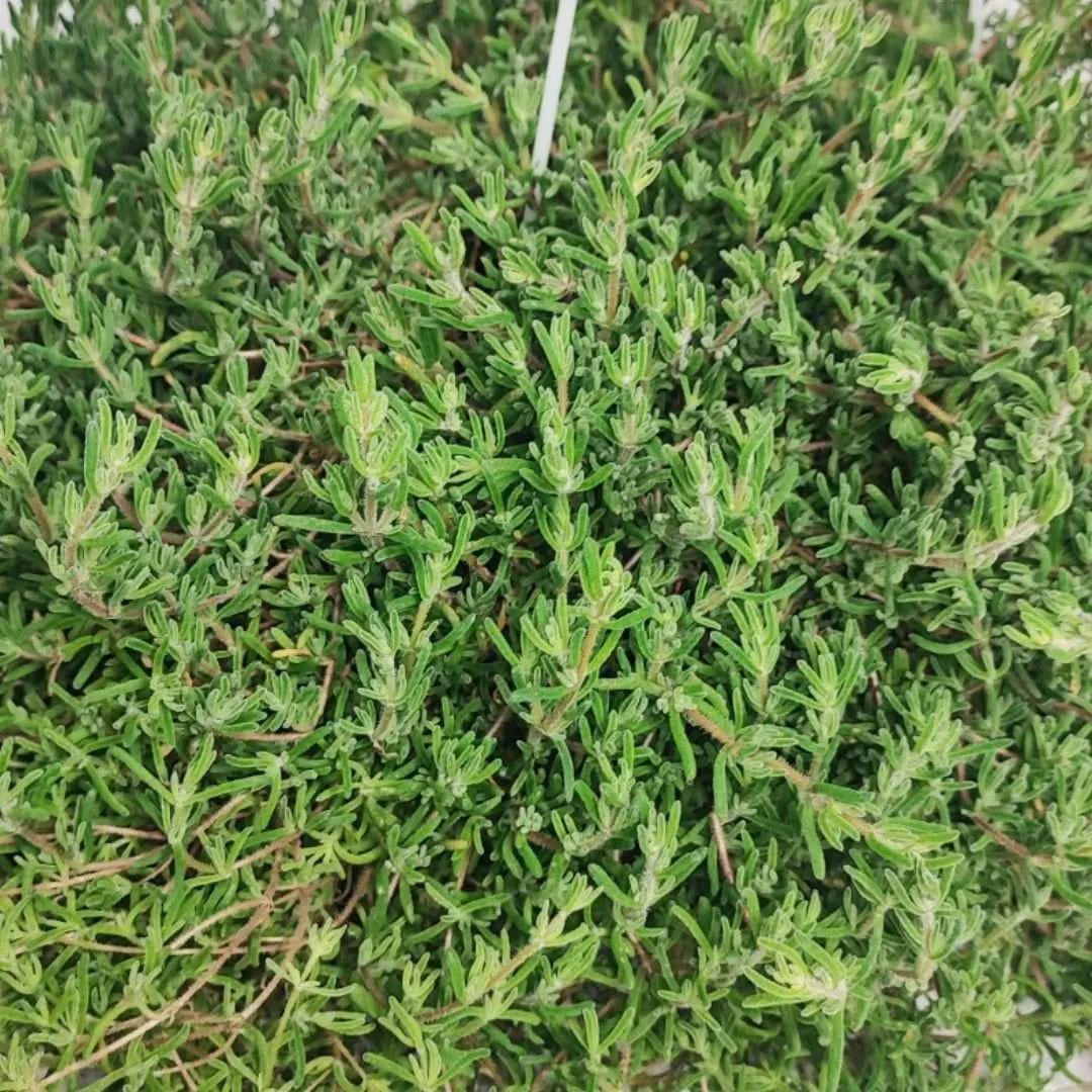 Drosanthemum (Barba Di Giove)