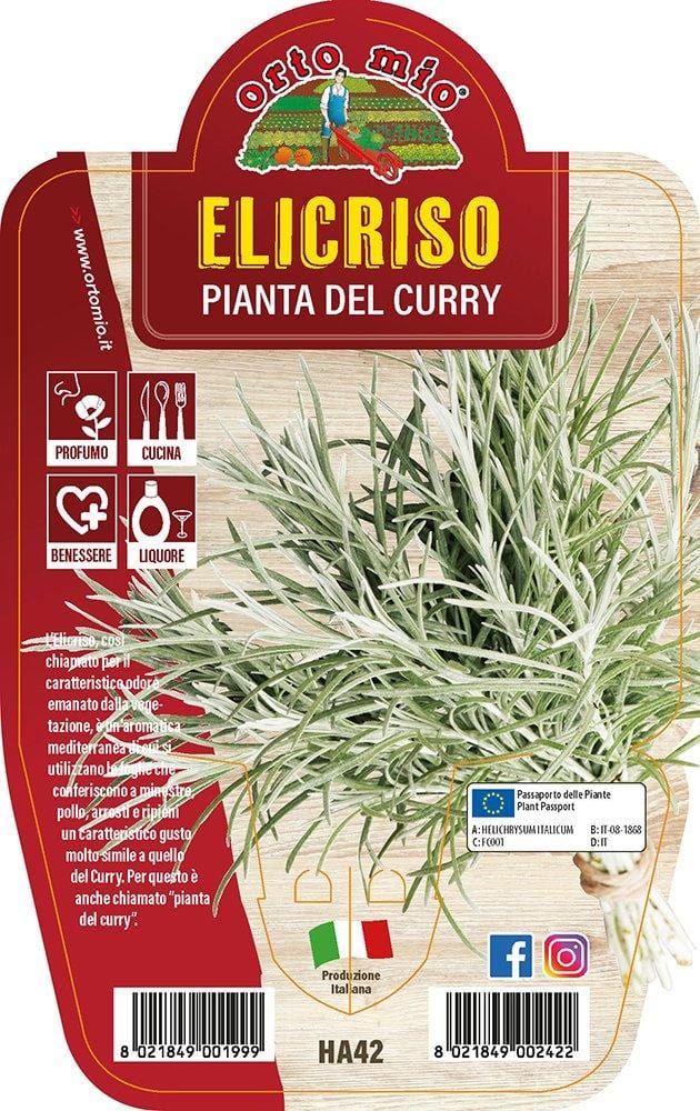 Elicriso o Pianta del Curry - 1 pianta v.14 cm - Orto Mio