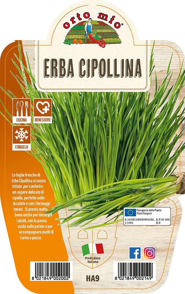 Erba Cipollina - 1 pianta v.14 cm - Orto Mio