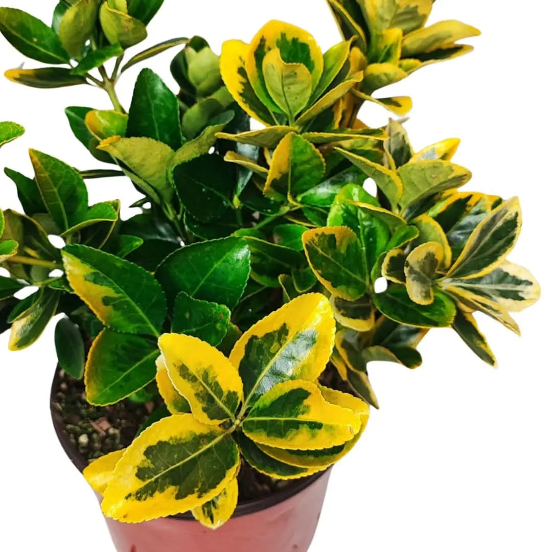Euonymus Aurea