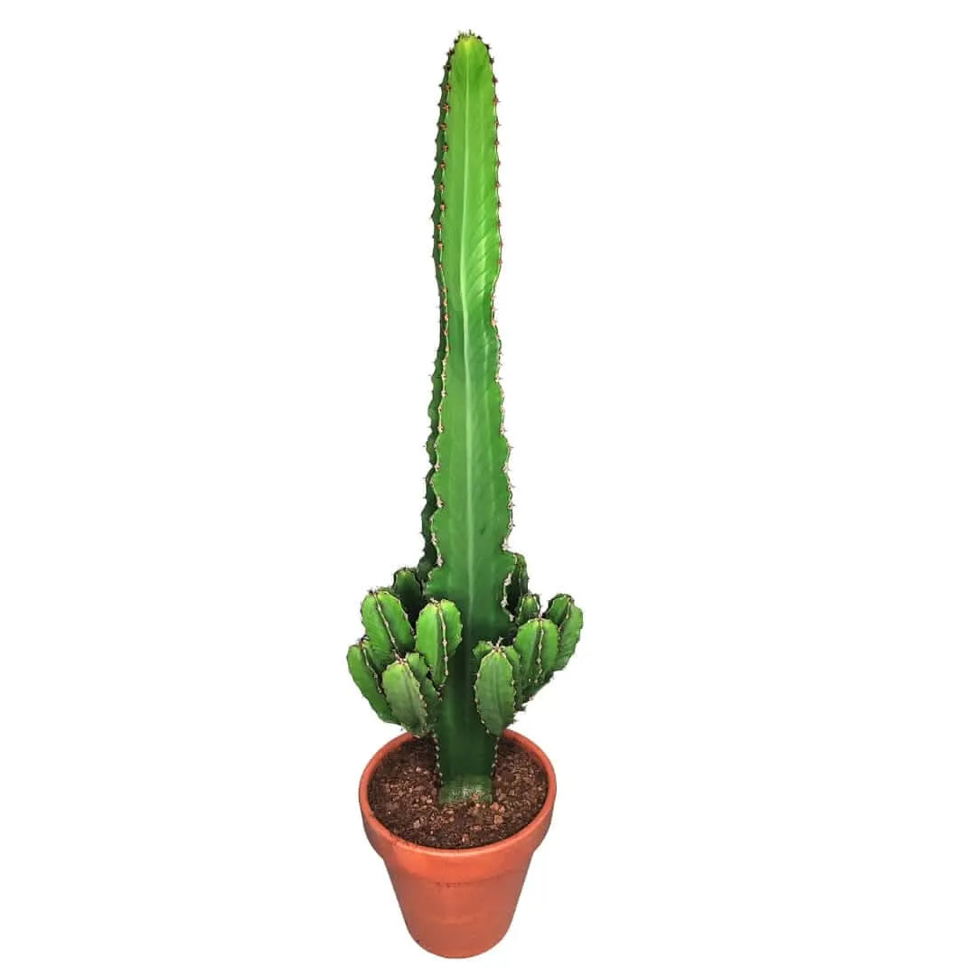 Euphorbia ingens altezza pianta 80 cm