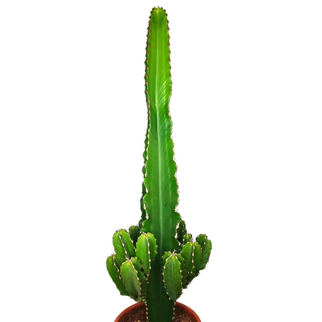 Euphorbia ingens altezza pianta 80 cm