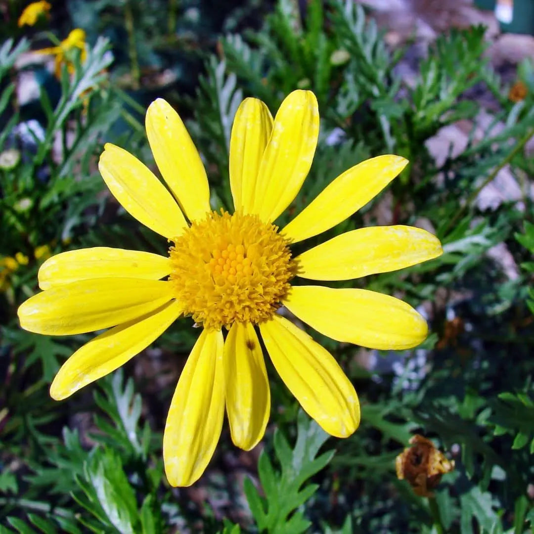 Set piante di Euryops D. 14 cm H. 30 cm