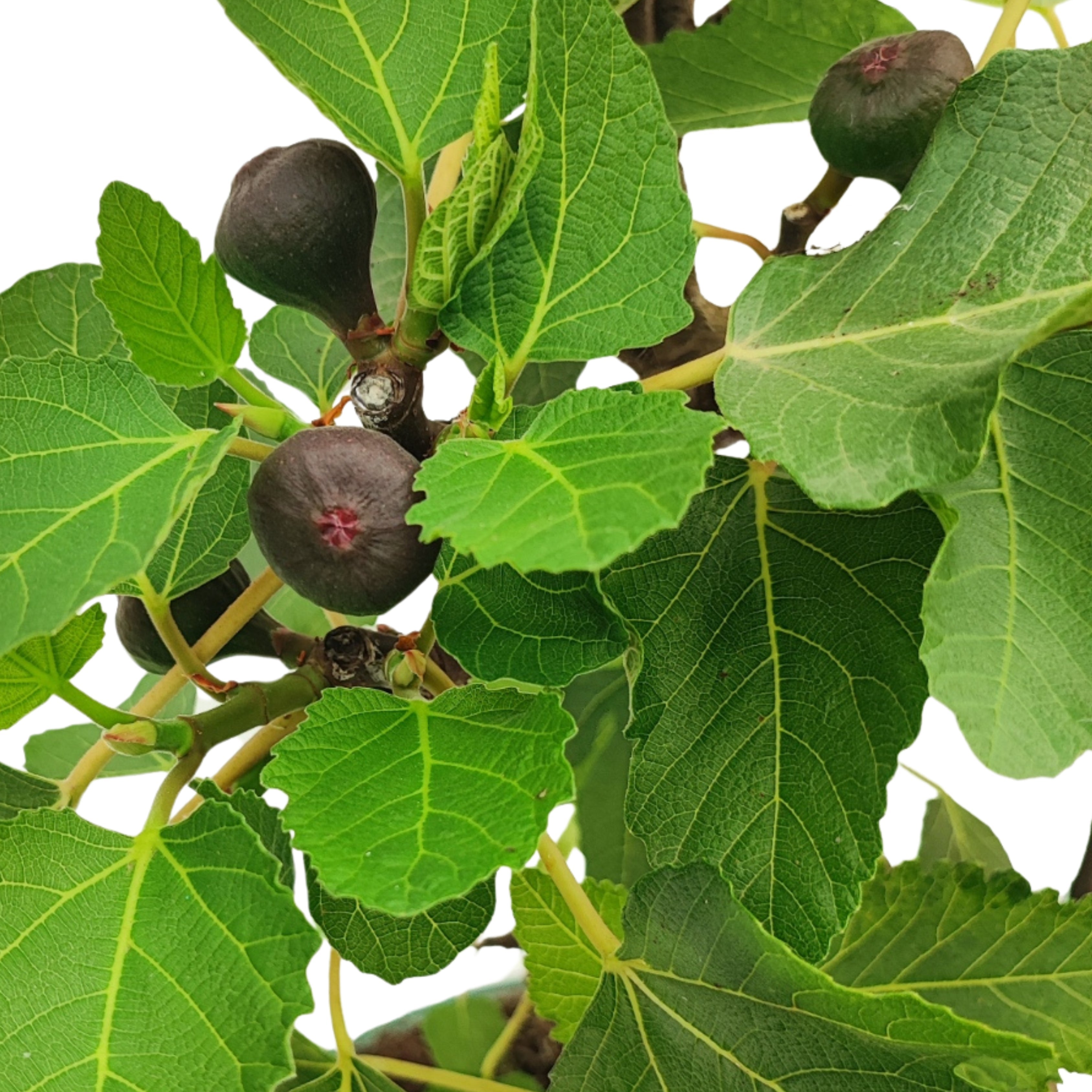 Bonsai Ficus Carica (Fico) 14 Anni - Collezione Premium