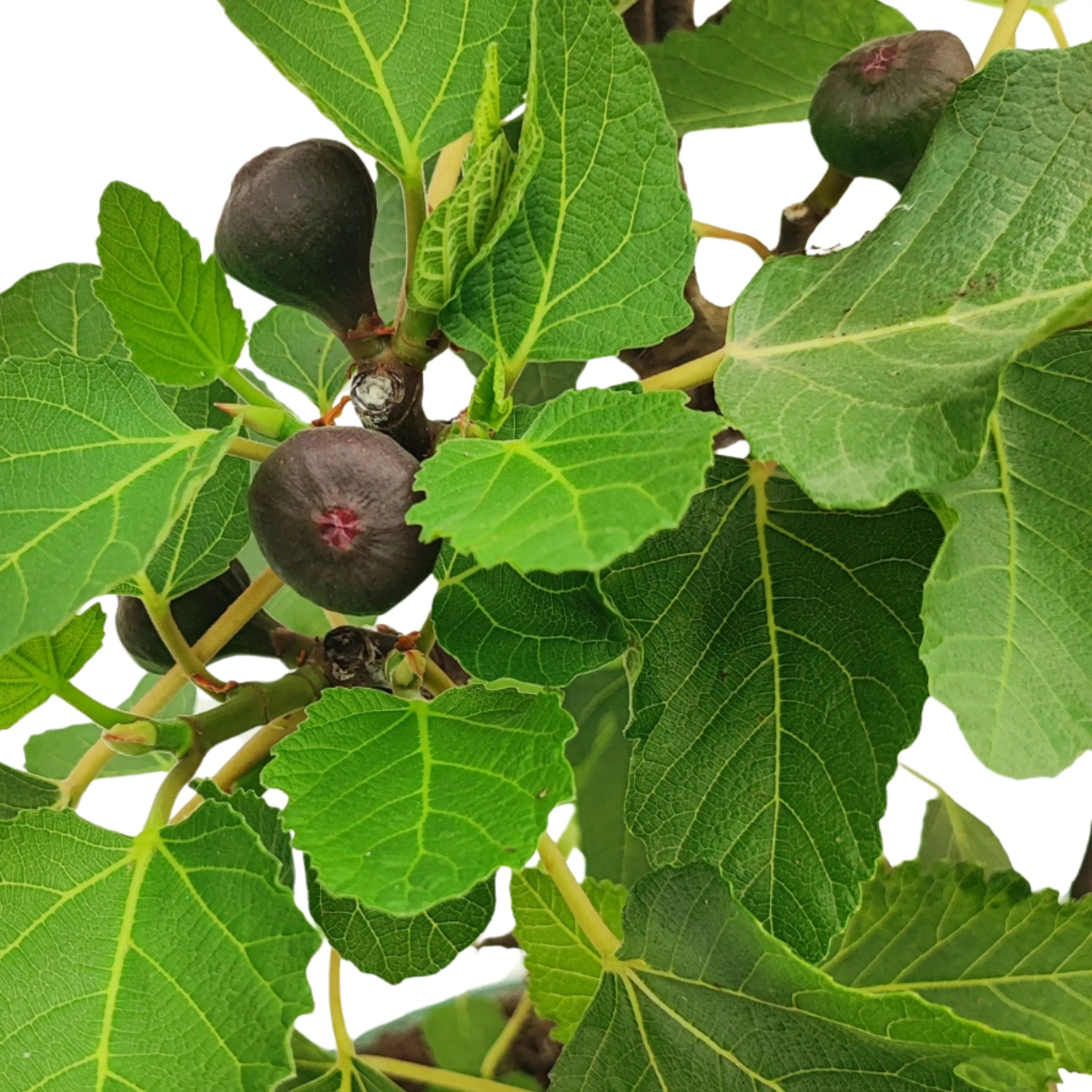 Bonsai Ficus Carica (Fico) 14 Anni - Collezione Premium
