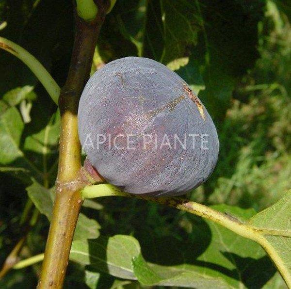 Fico Brogiotto - V. 20 cm - Apice Piante