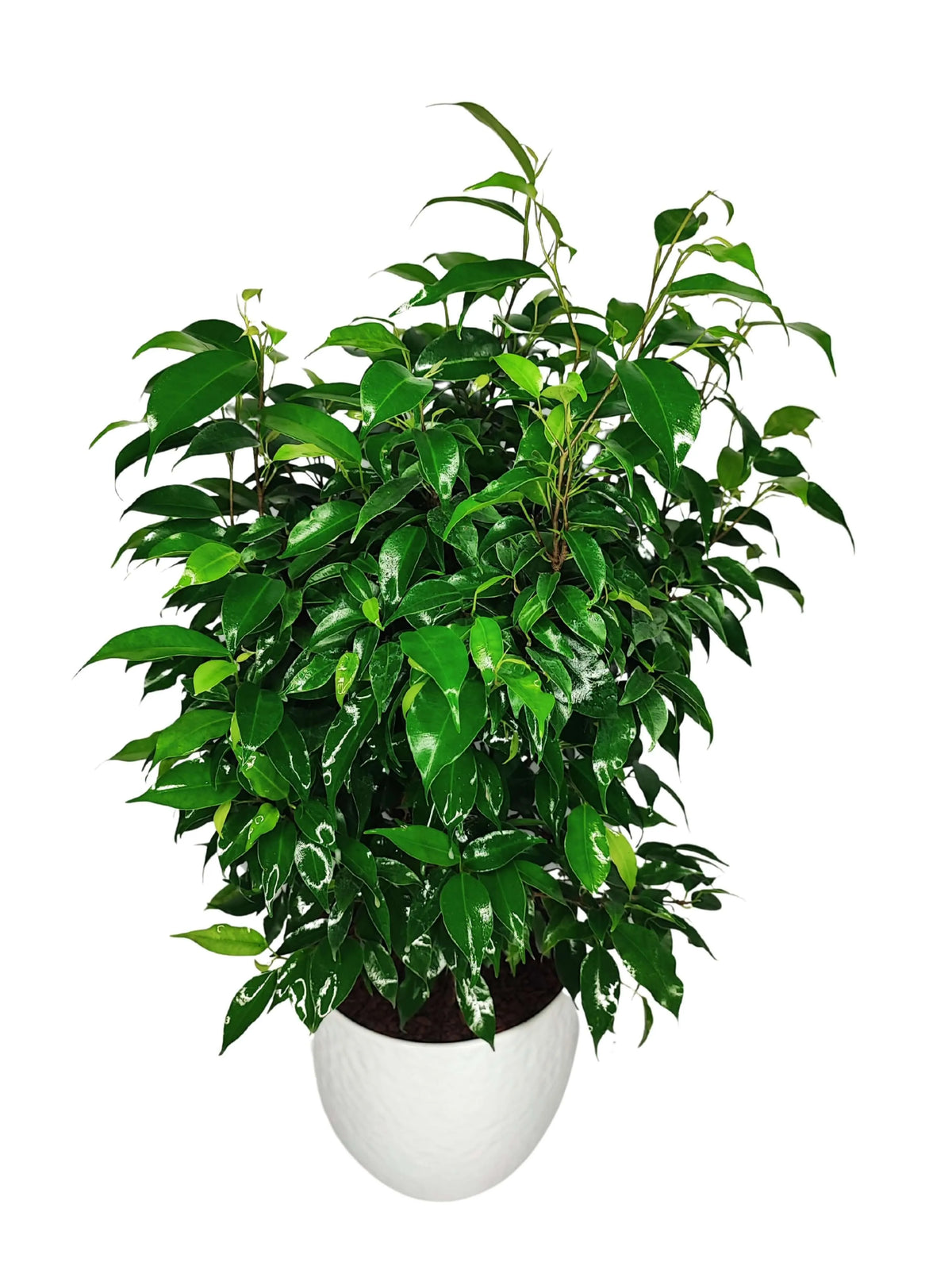 Ficus Benjamin D.19