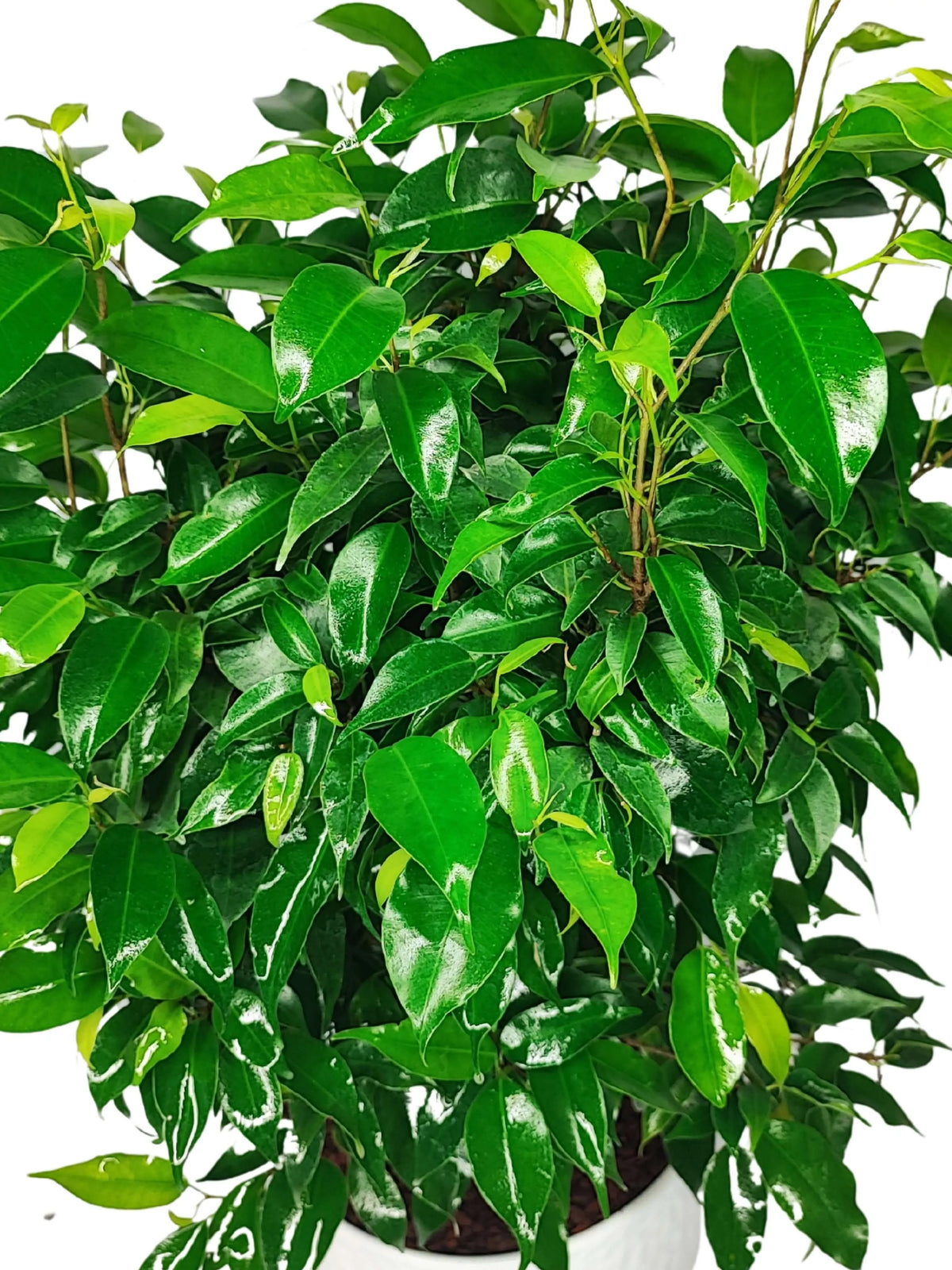 Ficus Benjamin D.19