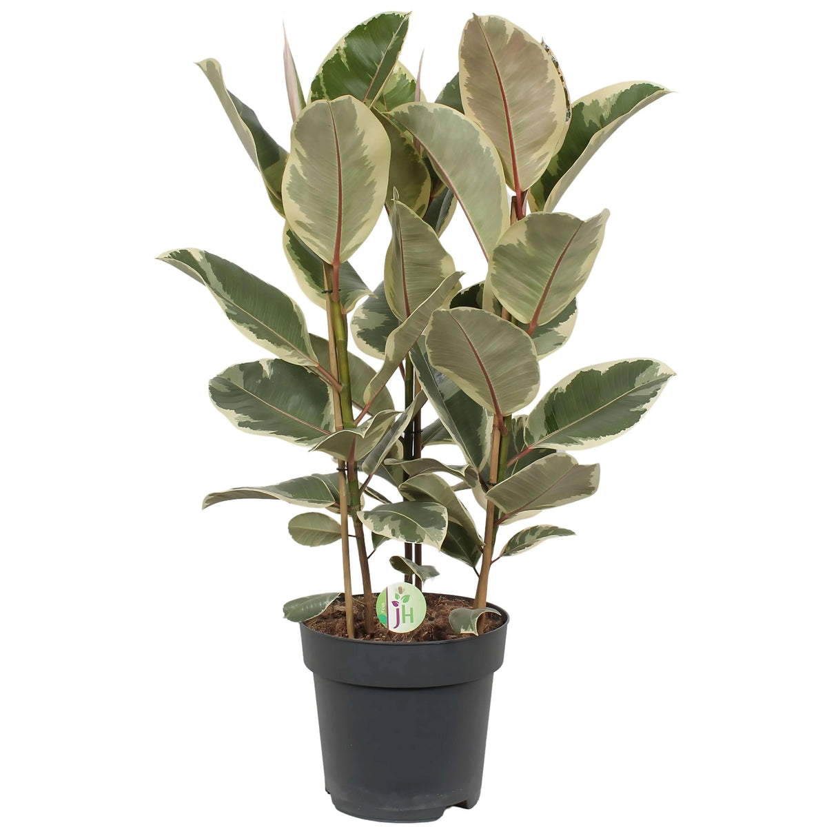Ficus Elastica Tineke